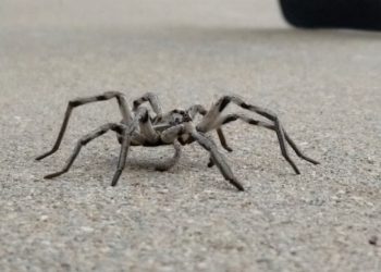 Gigantic wolf spiders are popping up in neighborhoods around the Denver metro area