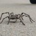 Gigantic wolf spiders are popping up in neighborhoods around the Denver metro area
