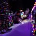 There’s a Hidden Forest In Colorado That Lights Up For The Holidays And It’s Absolutely Amazing