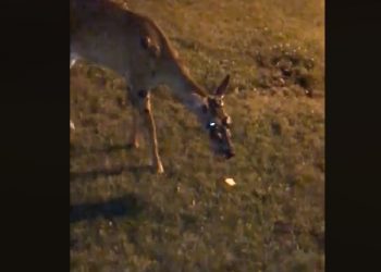 The deadly ‘zombie’ deer disease is in Colorado and could eventually spread to humans