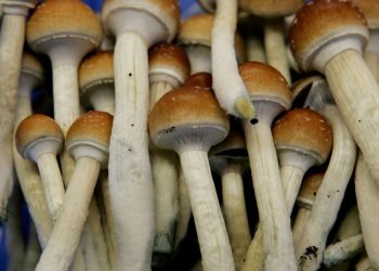 Magic Mushrooms Are Now Legal In Denver Colorado