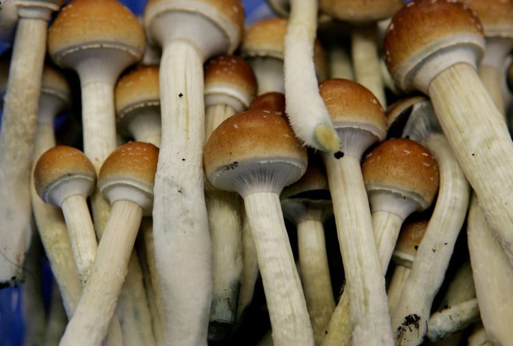 Magic Mushrooms Are Now Legal In Denver Colorado