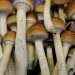 Magic Mushrooms Are Now Legal In Denver Colorado