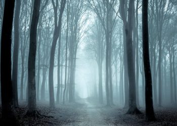 This Is The Scariest Forest In Colorado