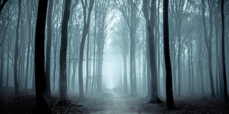 This Is The Scariest Forest In Colorado
