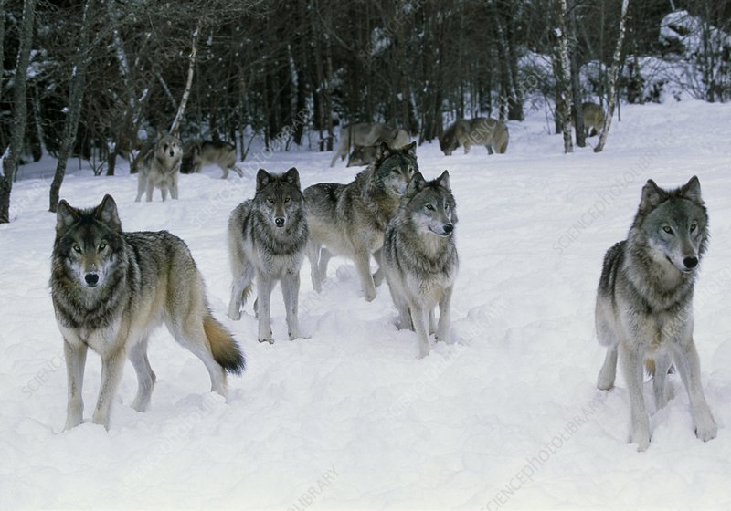 A Pack Of Grey Wolves Was Spotted In Colorado For The First Time In