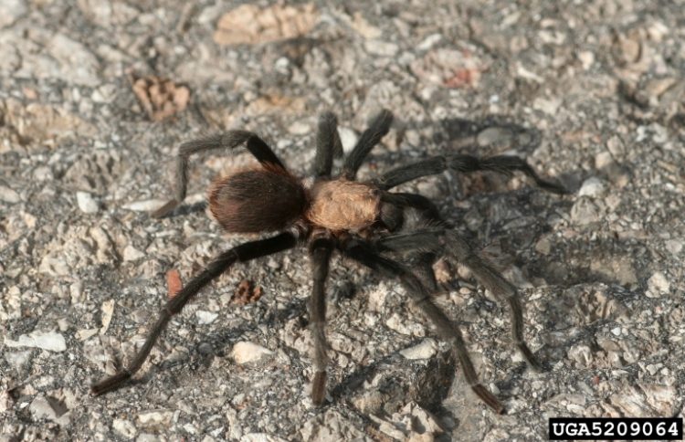 Tarantulas out by the thousands in southeast Colorado for mating season