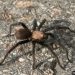 Tarantulas out by the thousands in southeast Colorado for mating season