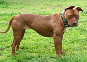 Measure to legalize pit bulls in Denver to make November ballot