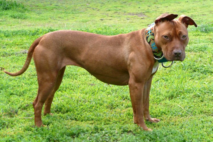 Measure to legalize pit bulls in Denver to make November ballot