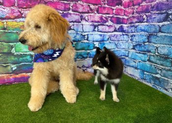 Campfire Pet Spaw Is One Of Colorado’s Best When It Comes To Pet Grooming