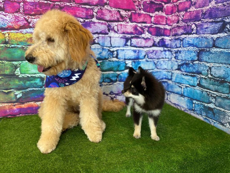 Campfire Pet Spaw Is One Of Colorado’s Best When It Comes To Pet Grooming