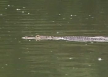 How Many Of You Remember When Albert the Alligator Escaped From The Denver Zoo