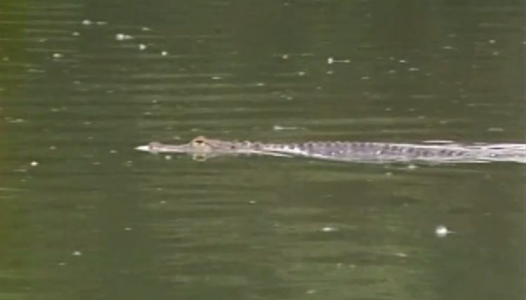 How Many Of You Remember When Albert the Alligator Escaped From The Denver Zoo