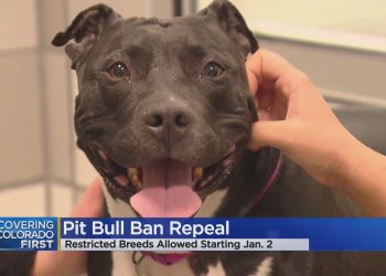This Dog Will Be The First Pit Bull Available For Adoption In Denver Since 1989