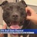 This Dog Will Be The First Pit Bull Available For Adoption In Denver Since 1989