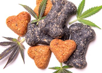 New research shows CBD may be dog’s best friend in the fight against epilepsy