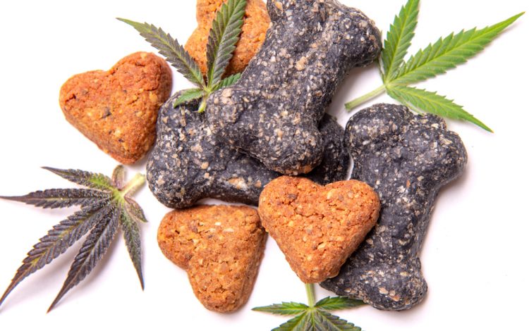 New research shows CBD may be dog’s best friend in the fight against epilepsy