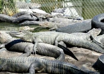 You can donate your expired meat to this gator farm in Colorado