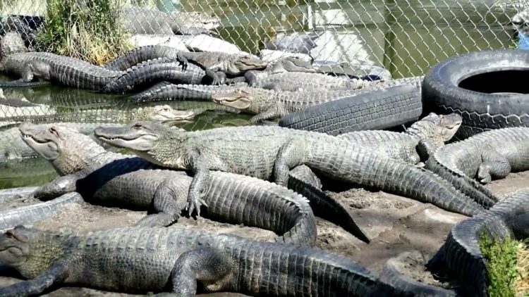 You can donate your expired meat to this gator farm in Colorado