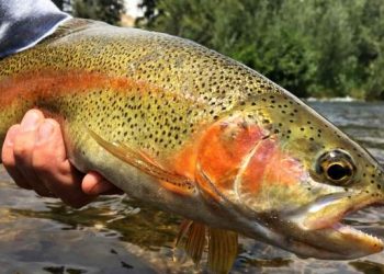Top 5 Spots for Fishing in Colorado