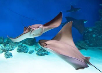 Summer Fun at SeaQuest
