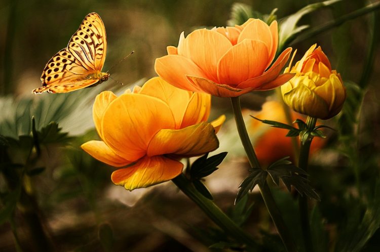 Revive Your Garden in 2021
