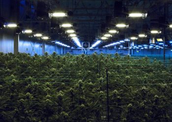 According to a new report, marijuana legalization is linked to high home prices in Colorado