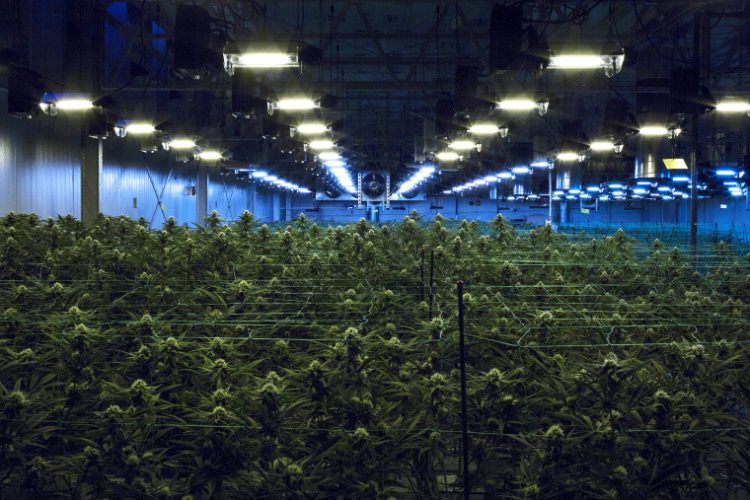 According to a new report, marijuana legalization is linked to high home prices in Colorado