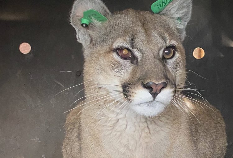 Mountain lion found hiding in Englewood backyard by family cat