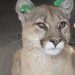 Mountain lion found hiding in Englewood backyard by family cat