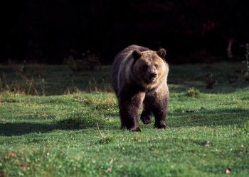 California woman killed by Grizzly bear in Montana when she is pulled out of her tent