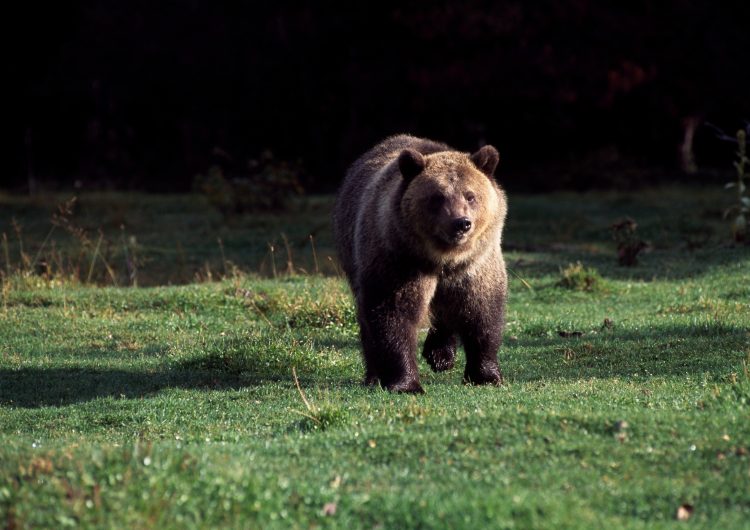 California woman killed by Grizzly bear in Montana when she is pulled out of her tent