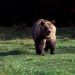 California woman killed by Grizzly bear in Montana when she is pulled out of her tent