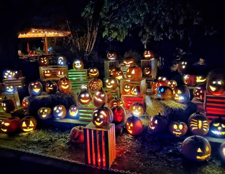 Glow At The Gardens In Denver Is Back This Fall And This Year Is Going To Be Epic