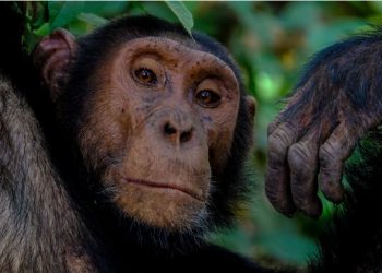 Affair With A Chimpanzee: Woman Banned From Zoo.