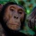 Affair With A Chimpanzee: Woman Banned From Zoo.