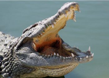 Hurricane Ida Gator Attack: As if Hurricane Ida itself wasn’t horrific enough, Louisianians are now facing a new dilemma