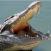 Hurricane Ida Gator Attack: As if Hurricane Ida itself wasn’t horrific enough, Louisianians are now facing a new dilemma