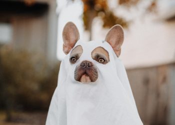 Halloween Stores In Denver
