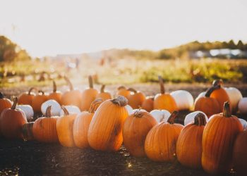 Pumpkin Patches In and Around Denver