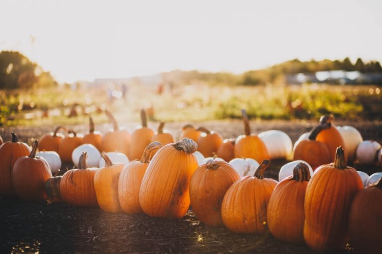 Pumpkin Patches In and Around Denver