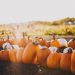 Pumpkin Patches In and Around Denver