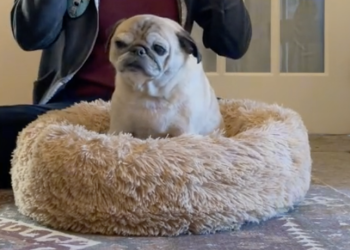 The World’s Cutest Dog is Noodles the Viral Pug