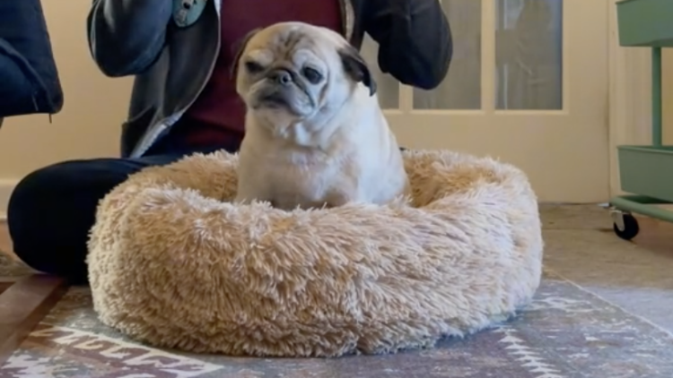 The World’s Cutest Dog is Noodles the Viral Pug