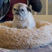 The World’s Cutest Dog is Noodles the Viral Pug