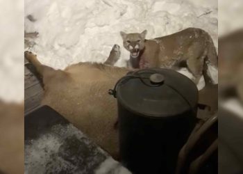 Colorado Man Wakes Up to a Mountain Lion Eating an Elk on Front Porch