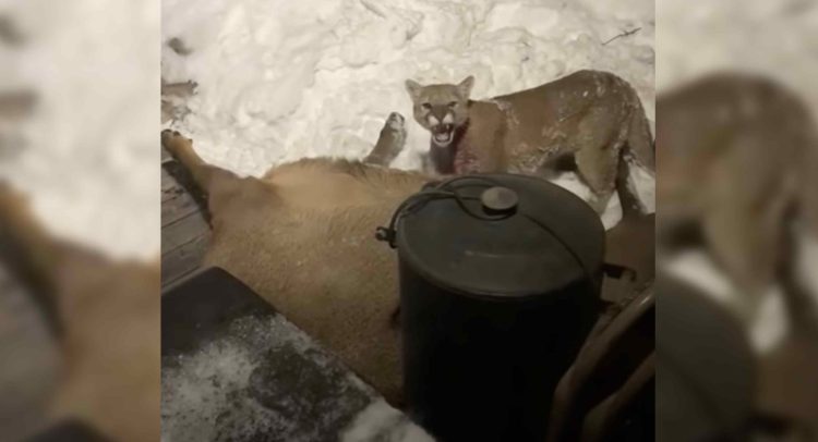 Colorado Man Wakes Up to a Mountain Lion Eating an Elk on Front Porch