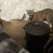 Colorado Man Wakes Up to a Mountain Lion Eating an Elk on Front Porch