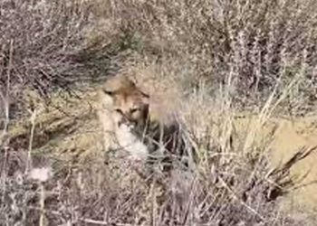 Man Chased By Mountain Lion Roars To Save Himself From Getting Attacked